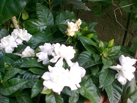 gardénia, GARDENIA JASMINOIDES