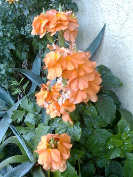 krosszandra,  CROSSANDRA FORTUNA