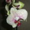 010Pettyes orchidea cameleon