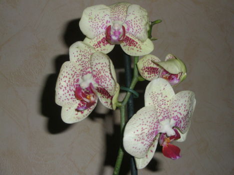 pettyes orchidea cameleon