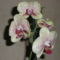 pettyes orchidea cameleon
