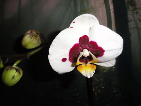 Phalaenopsis 2,1