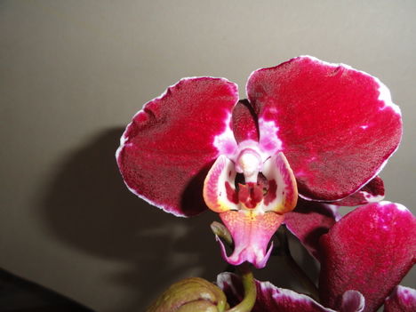 Phalaenopsis 3,1