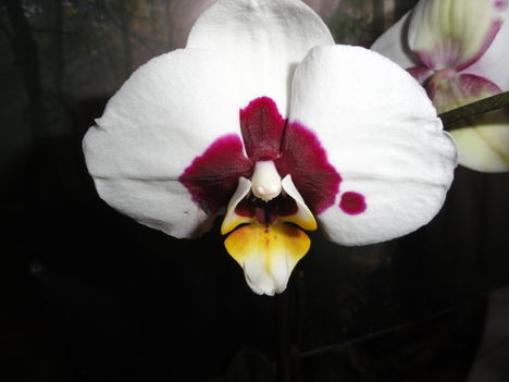 Phalaenopsis 4,1