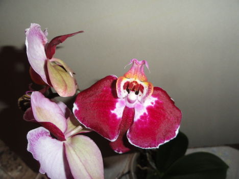 Phalaenopsis 5,1
