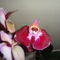 Phalaenopsis 5,1