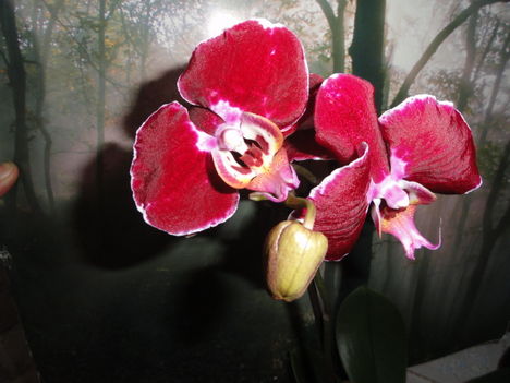 Phalaenopsis 6,1
