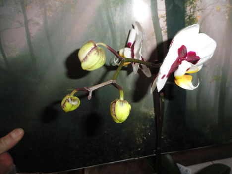 Phalaenopsis 7,1