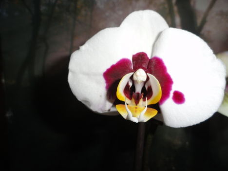Phalaenopsis 8,1