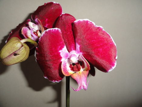 Phalaenopsis 9,1