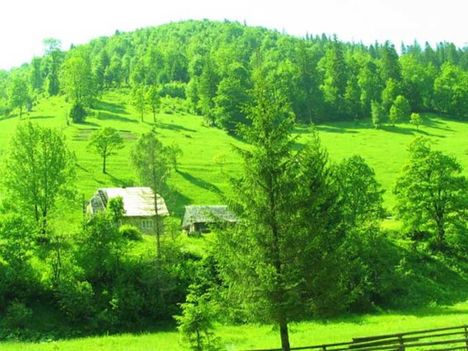 Buja zöldek. 4