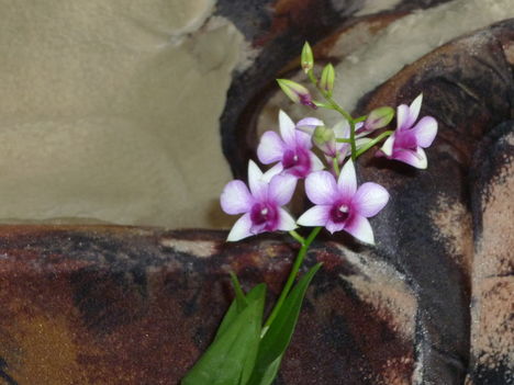 Orchidea