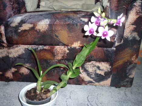 Orchidea