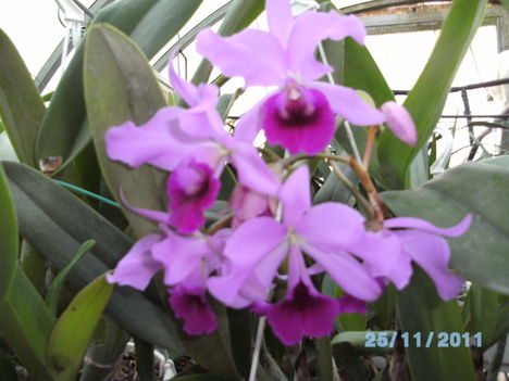Másolat (2) - orchideák 122