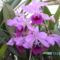 Másolat (2) - orchideák 122