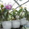 Másolat (2) - orchideák 123