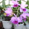 Másolat (2) - orchideák 125