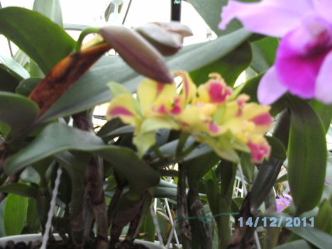 Másolat (2) - orchideák 126