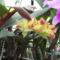 Másolat (2) - orchideák 126