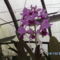 Másolat (2) - orchideák 127