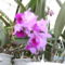 Másolat (2) - orchideák 131