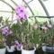 Másolat (2) - orchideák 132
