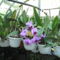 Másolat (2) - orchideák 133