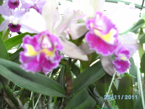orchideák 119