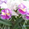 orchideák 119