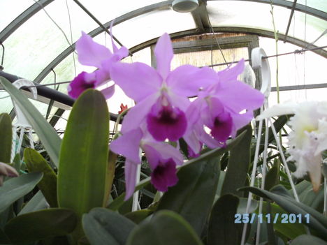 orchideák 120