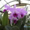 orchideák 120