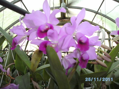 orchideák 121