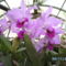 orchideák 121