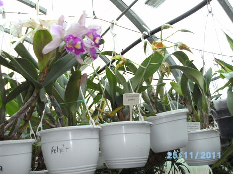 orchideák 123