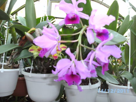orchideák 125