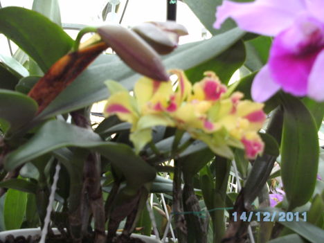 orchideák 126