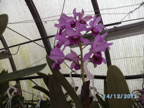 orchideák 127