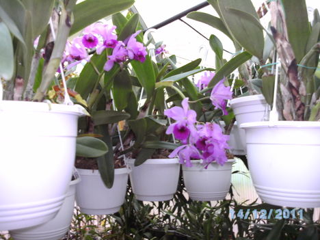 orchideák 128