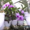 orchideák 128