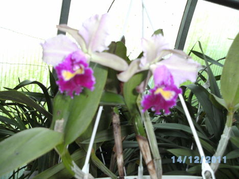 orchideák 129