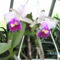 orchideák 129