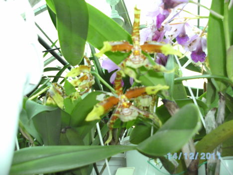 orchideák 130