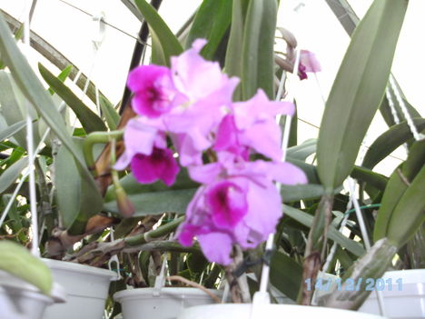 orchideák 131