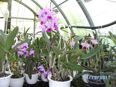 orchideák 132