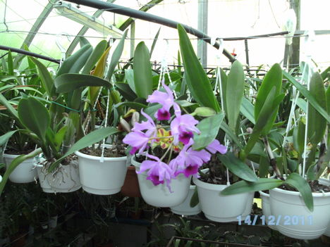orchideák 133