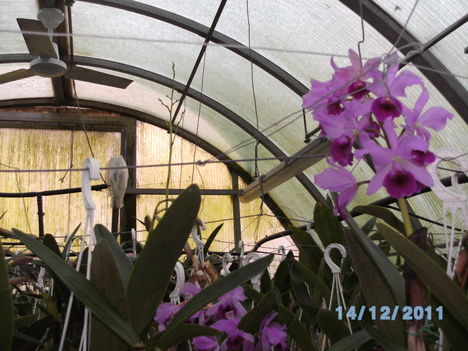 orchideák 134