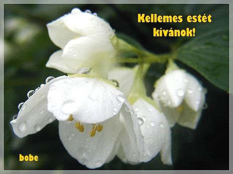 Szép estét,jó éjszakát Bátyáméknak.és mindenkinek....
