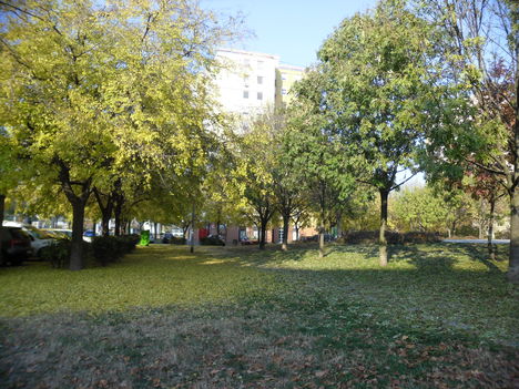 Kalocsa 2011 015