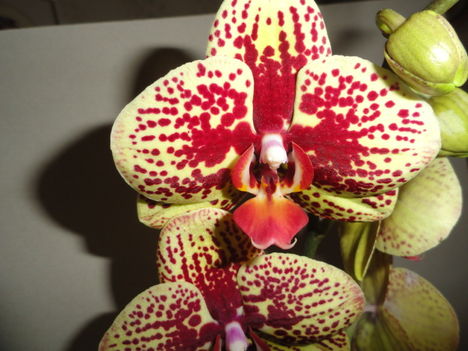 Ph