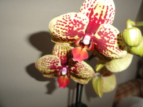 Ph. 23-1